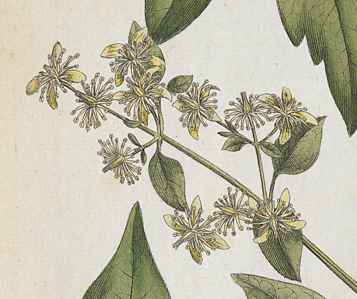 1982.0015.001 A Print, Detail 4