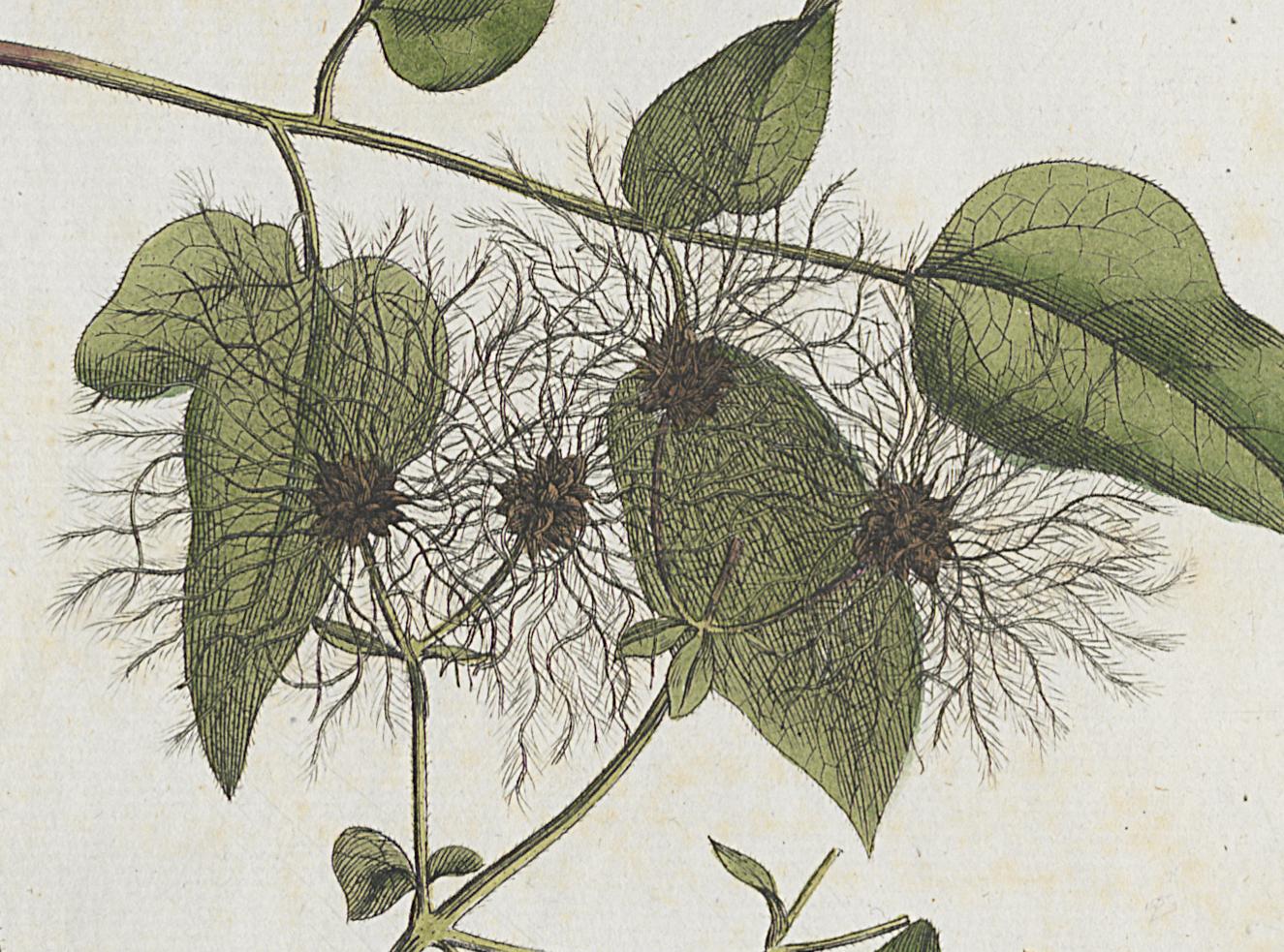 1982.0015.001 A Print, Detail 5