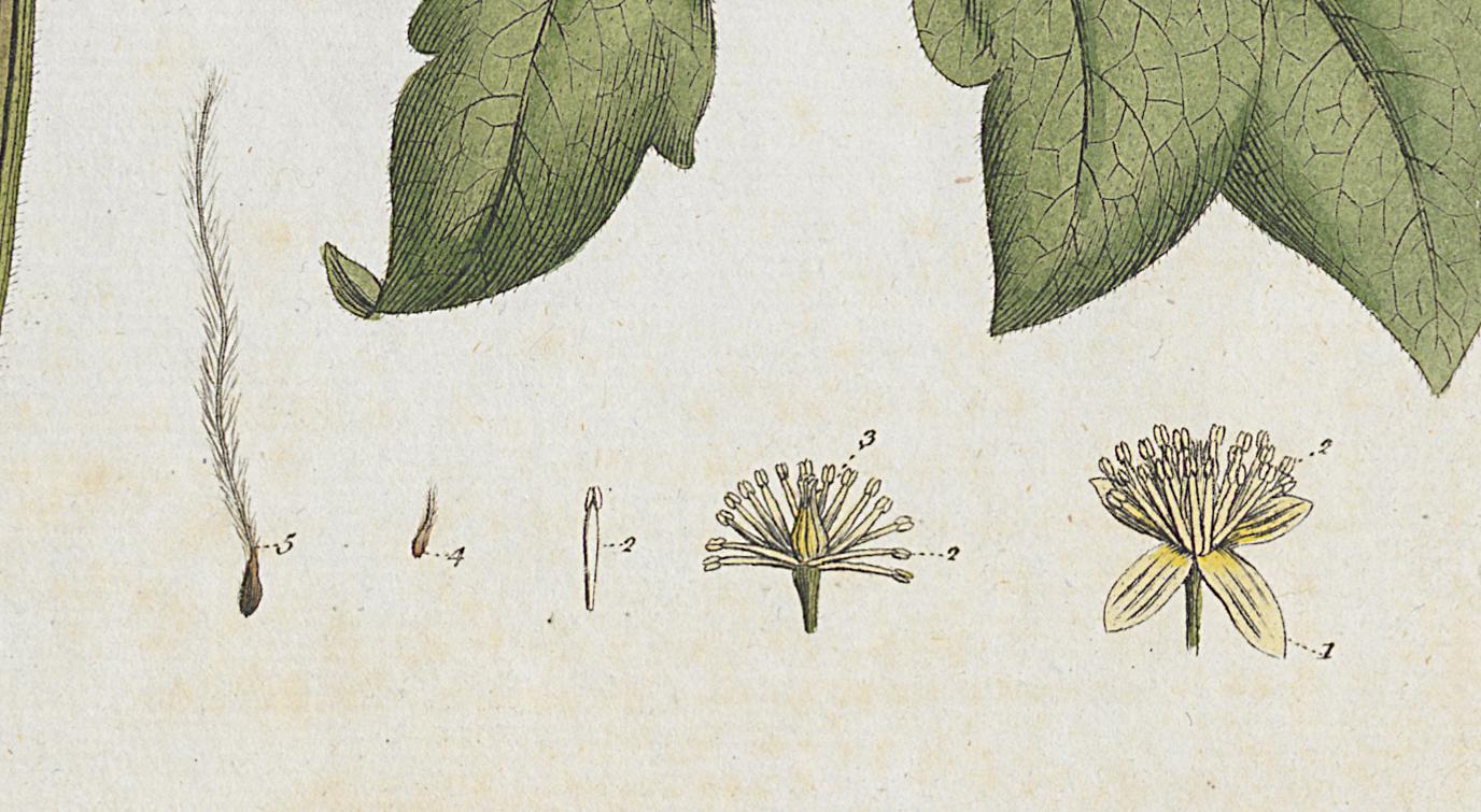 1982.0015.001 A Print, Detail 6