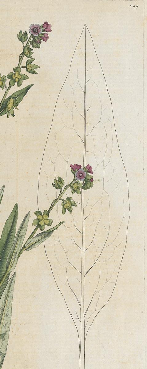 1982.0015.002 Print, Detail 2