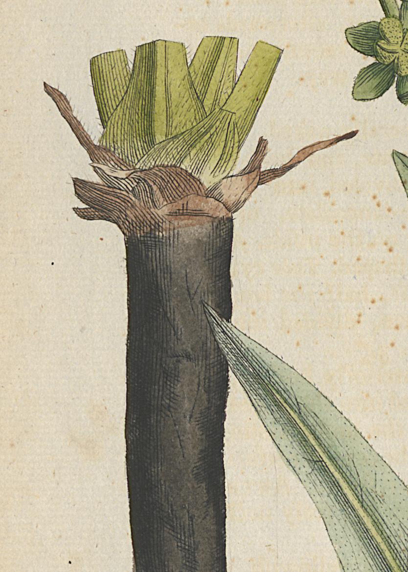 1982.0015.002 Print, Detail 6