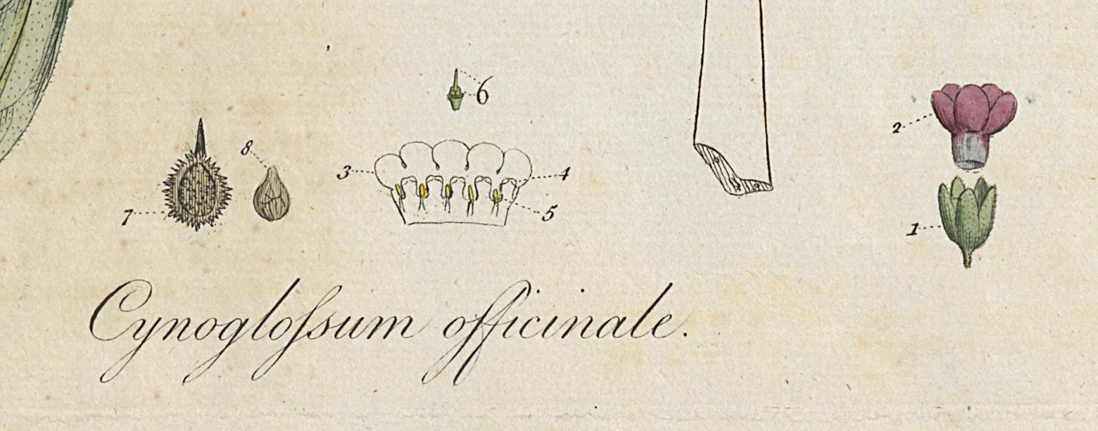 1982.0015.002 Print, Detail 7