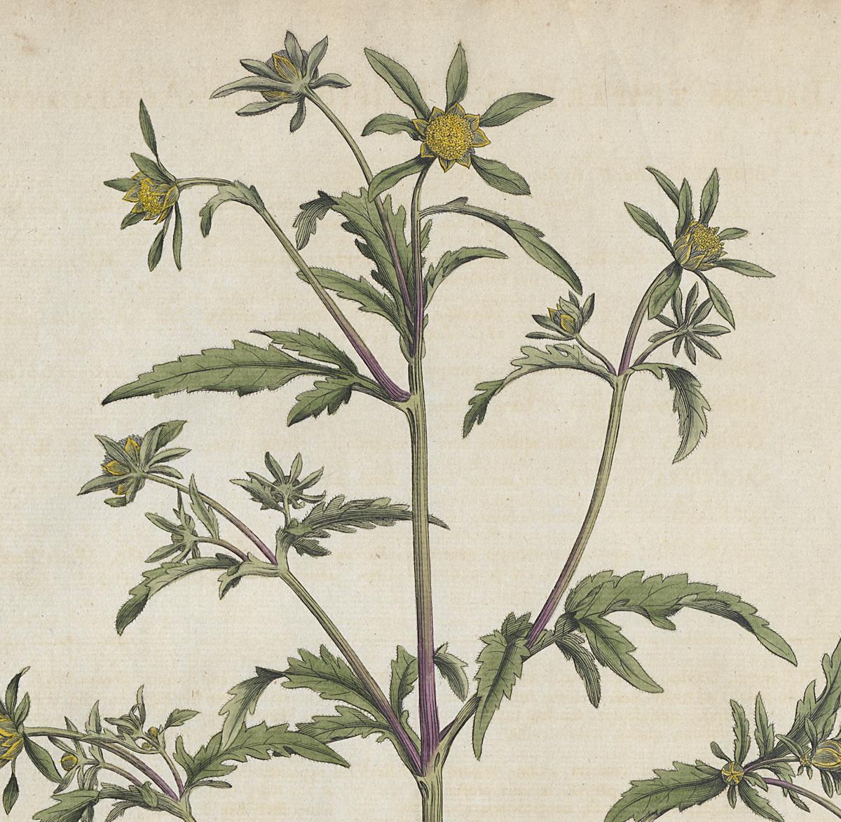 1982.0015.003 Print, Detail
