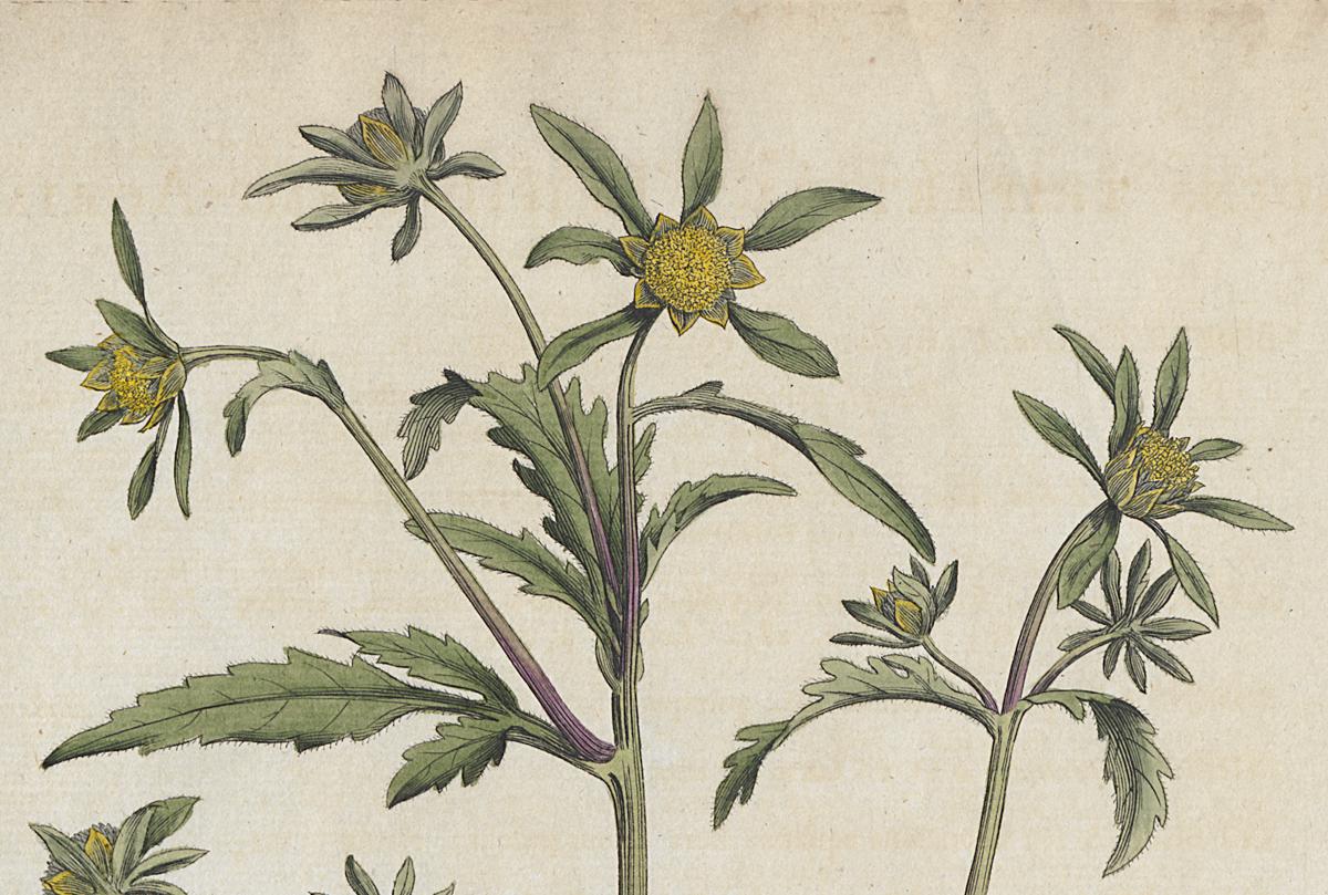1982.0015.003 Print, Detail 3