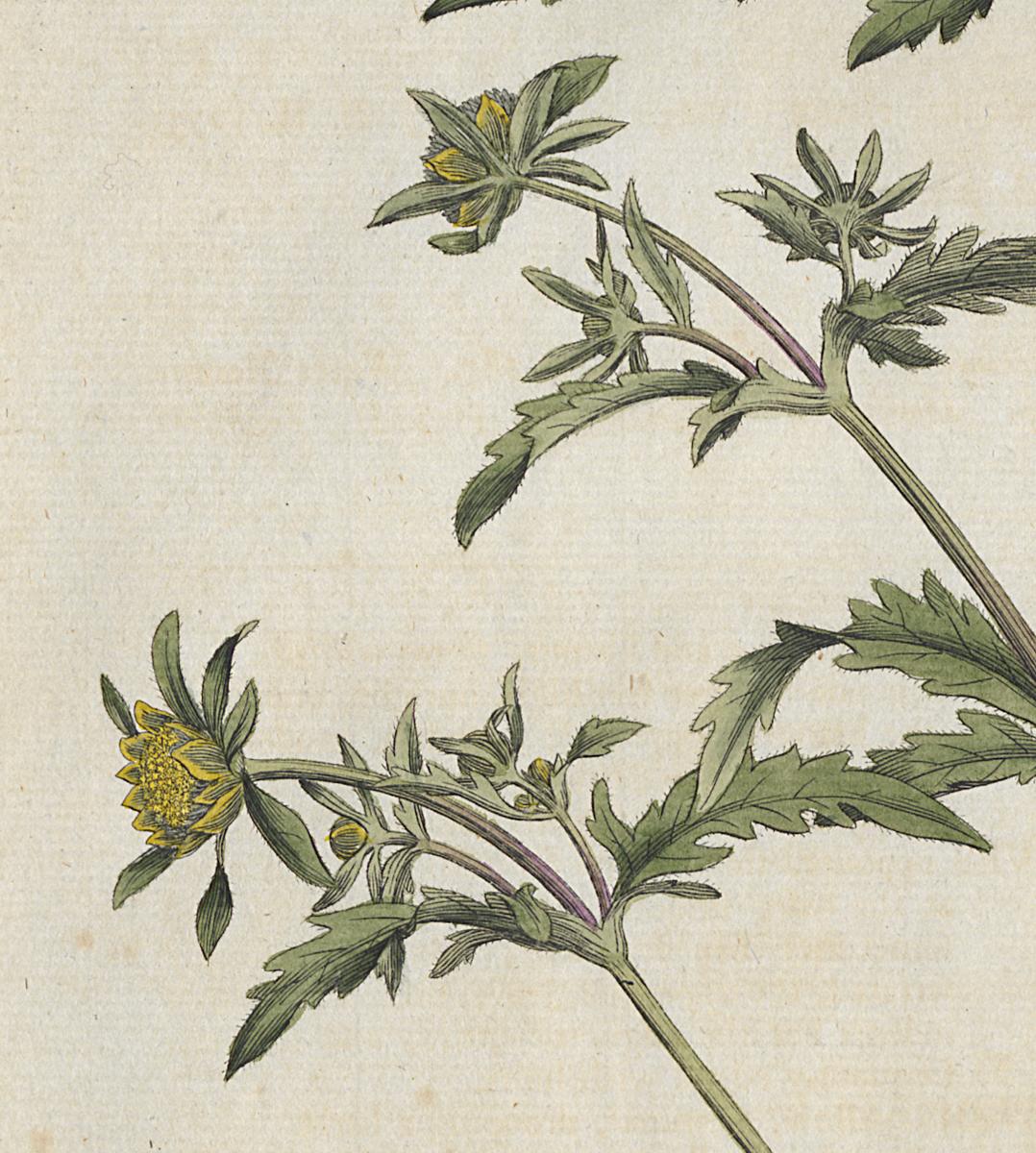 1982.0015.003 Print, Detail 4