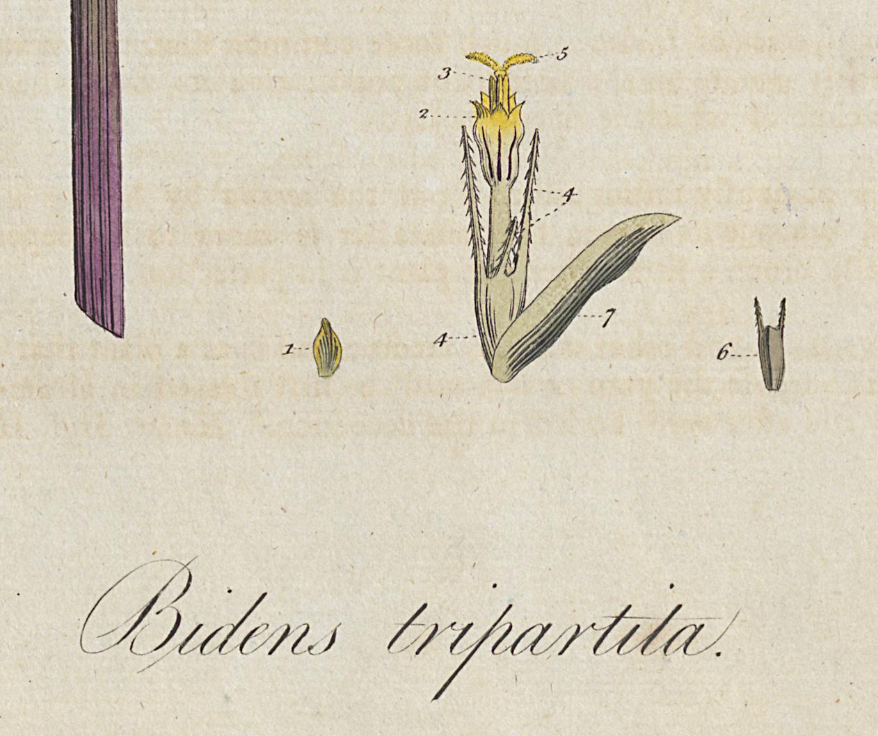 1982.0015.003 Print, Detail 6