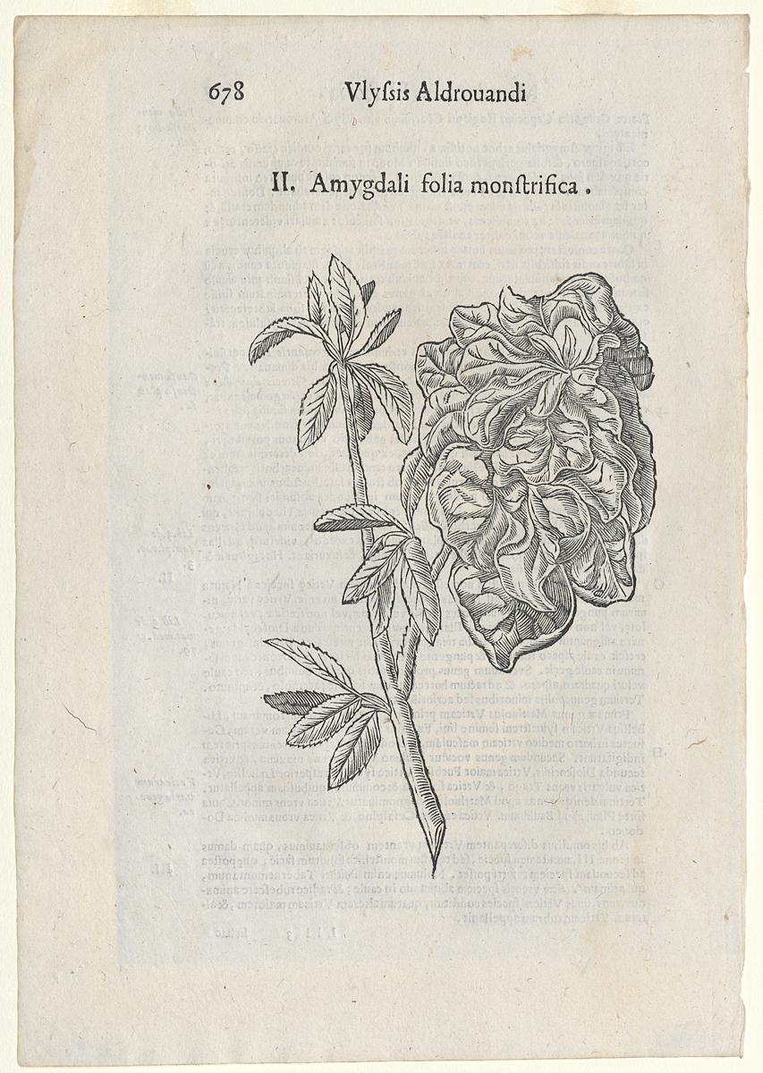 1983.0082.001 Print