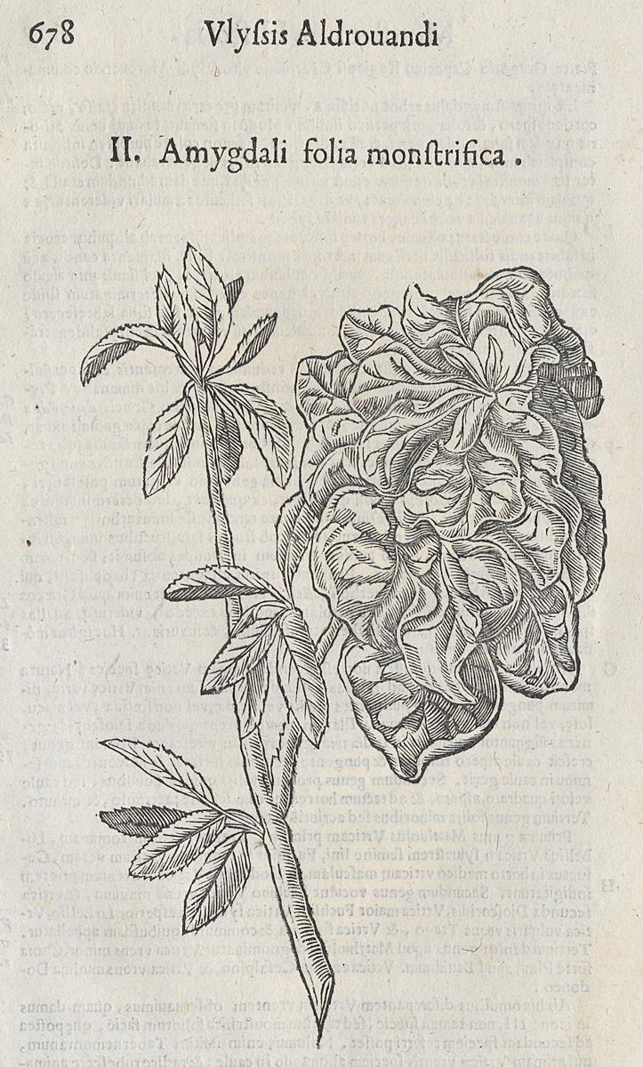 1983.0082.001 Print, View 2