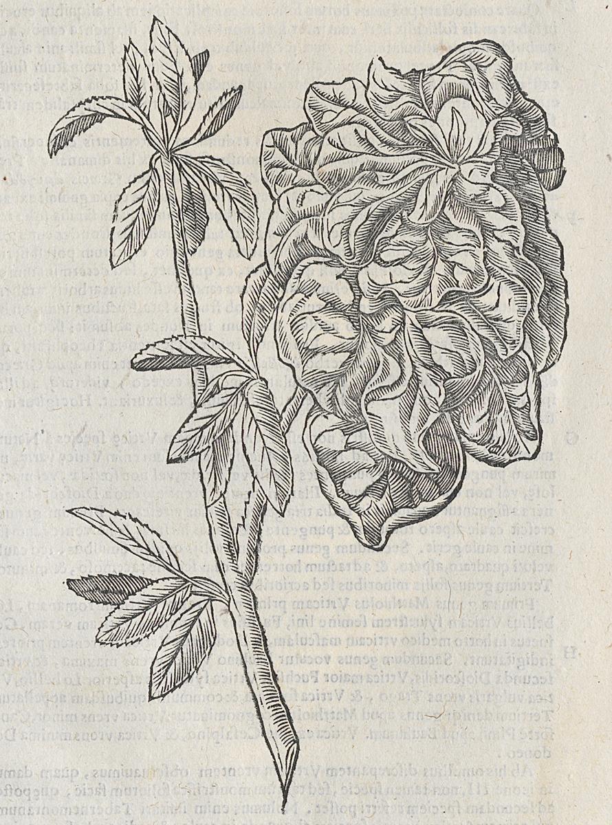1983.0082.001 Print, Detail