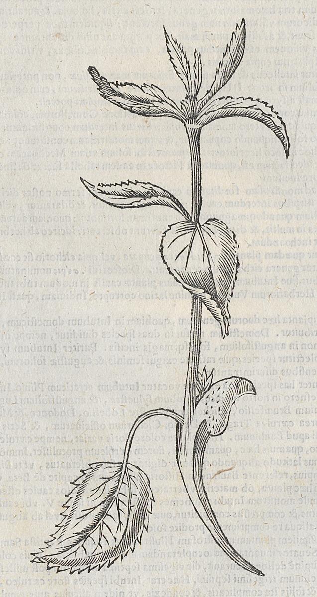 1983.0082.002 Print, Detail