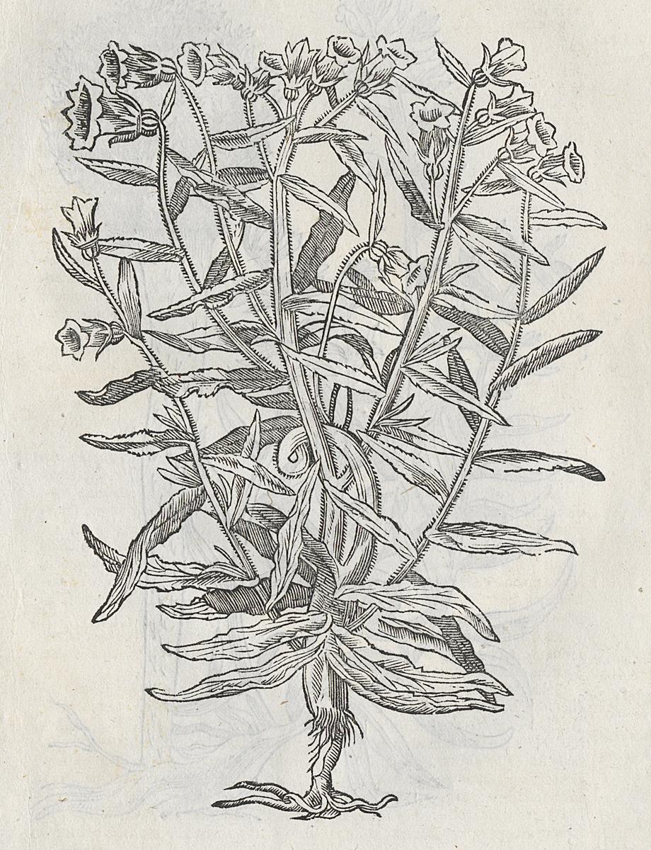 1983.0082.004 Print, Detail