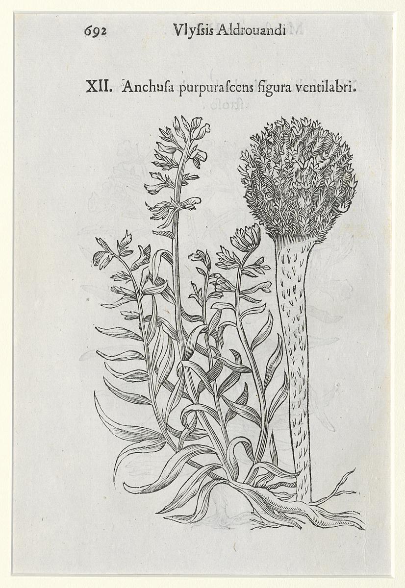 1983.0082.004 Print, Verso