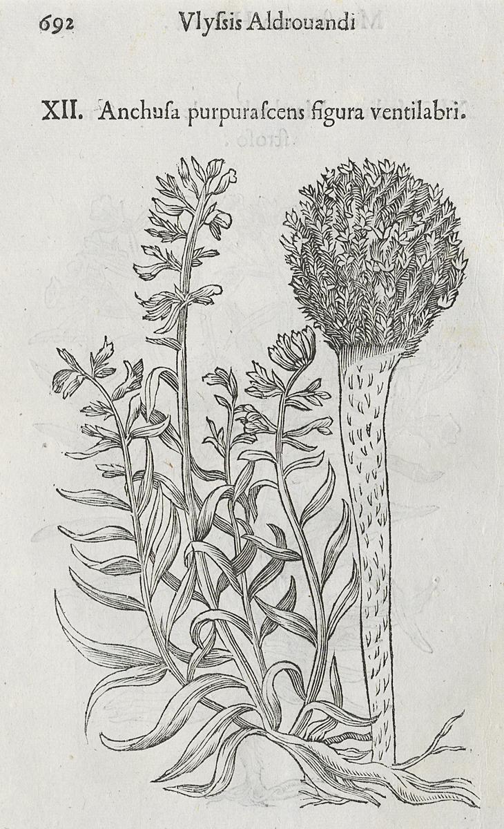 1983.0082.004 Print, Verso View 2