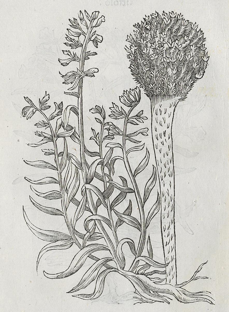 1983.0082.004 Print, Verso Detail