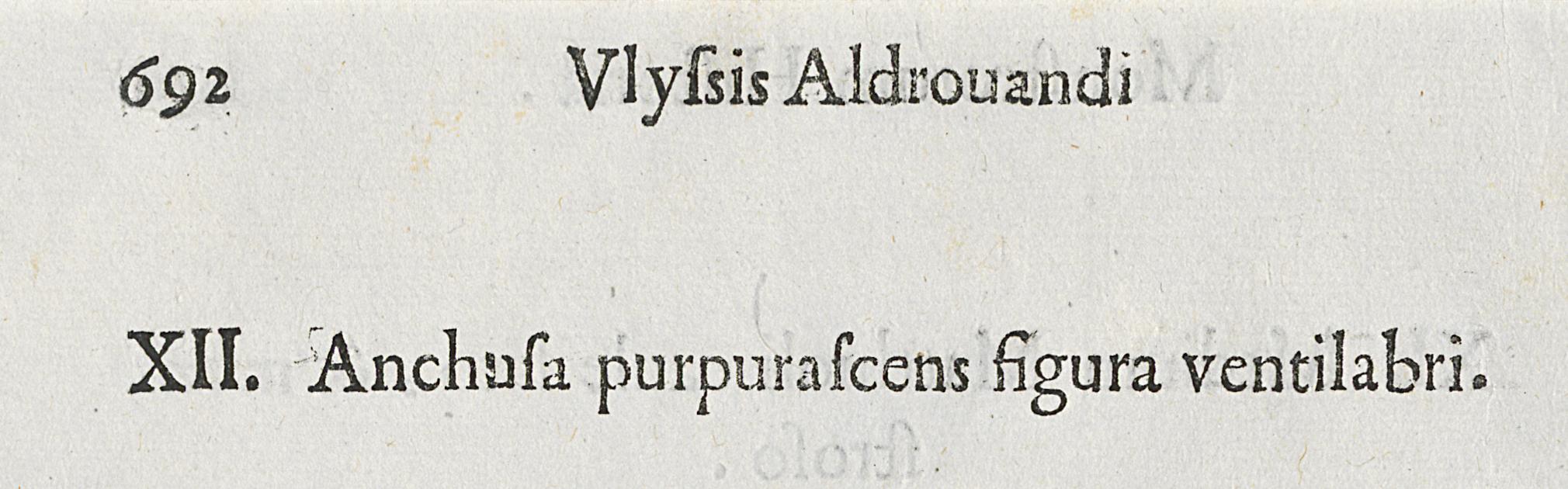 1983.0082.004 Print, Verso Detail 2