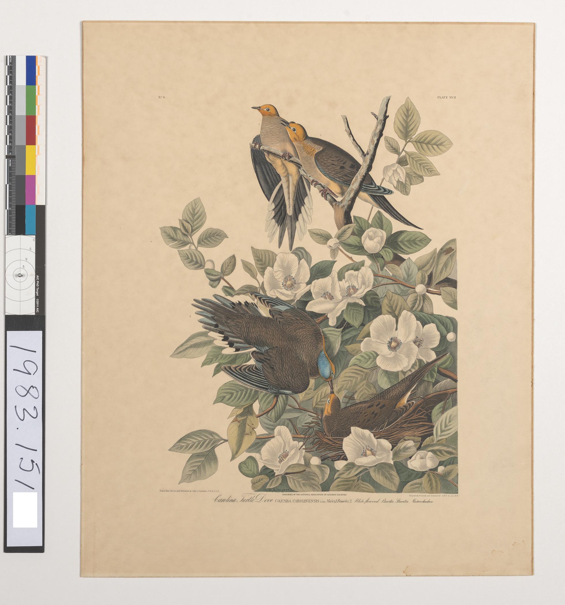 1983.0151 A Print, view 1
