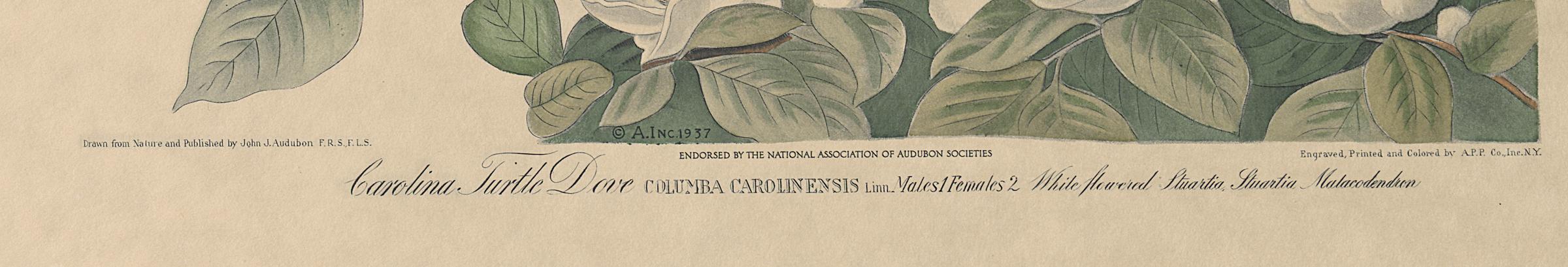 1983.0151 A Print, Detail 3