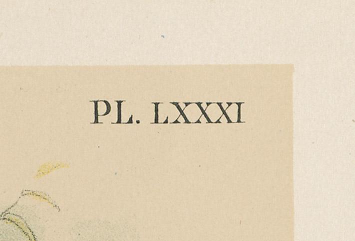 1983.0513.003 Print, detail 1