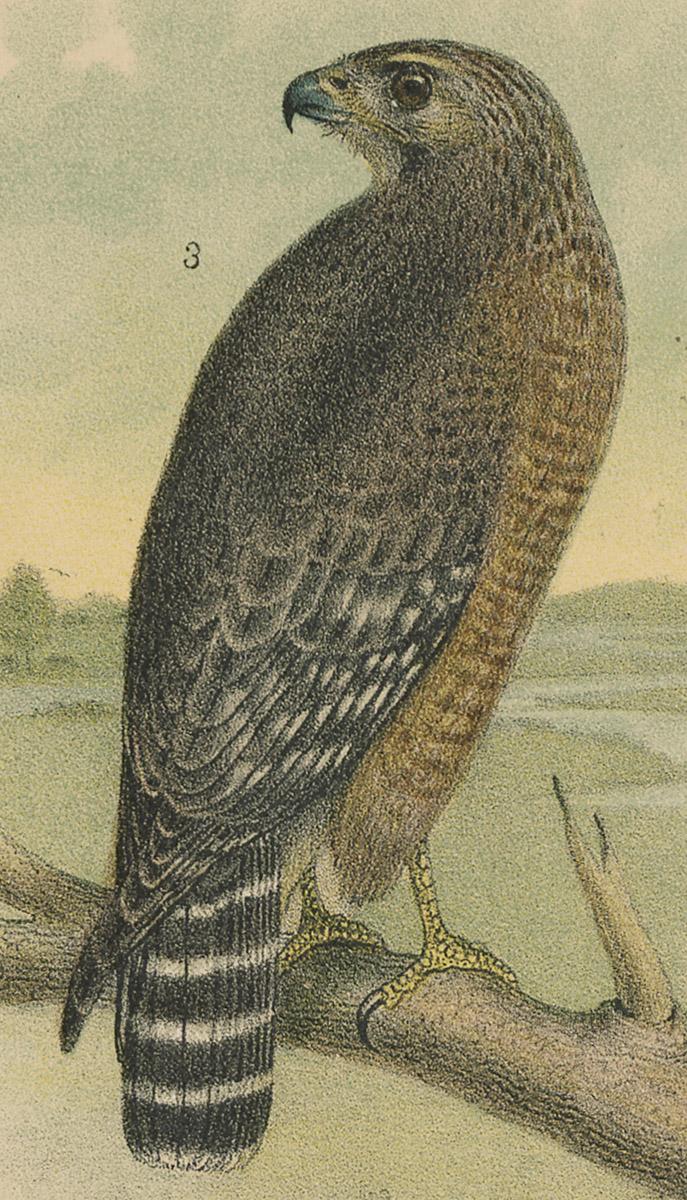 1983.0513.003 Print, detail 4