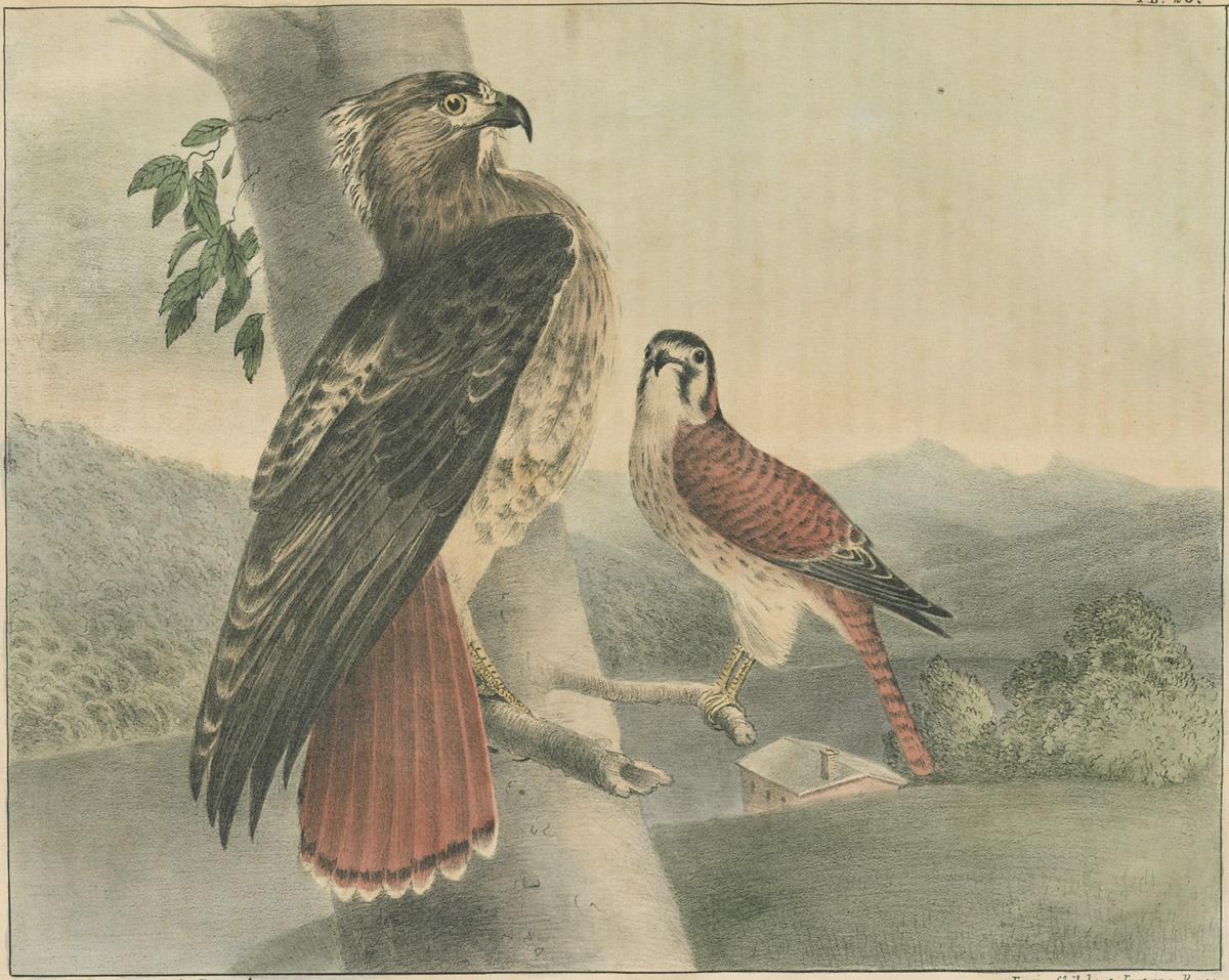 1983.0514 Print, image