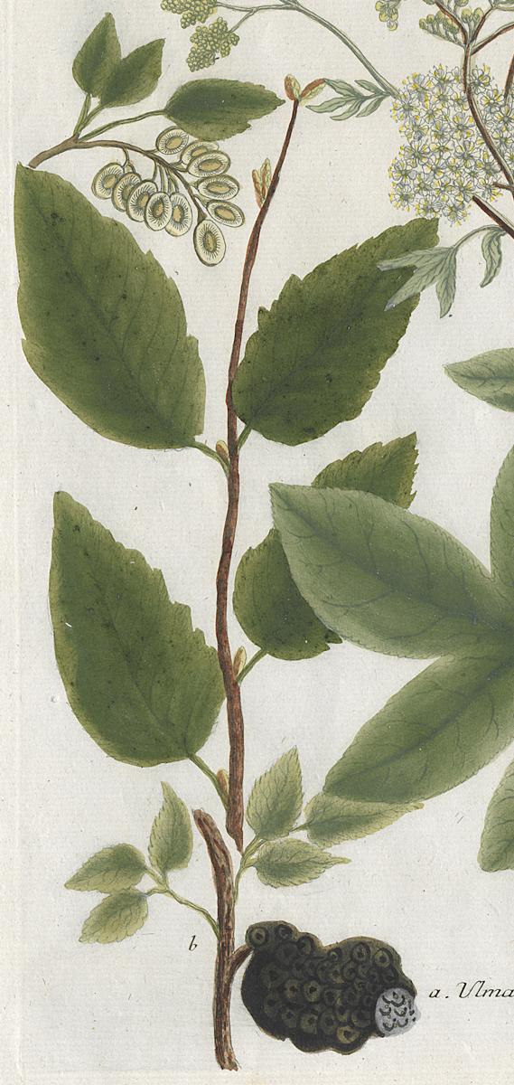 1984.0024.001 Print, Detail