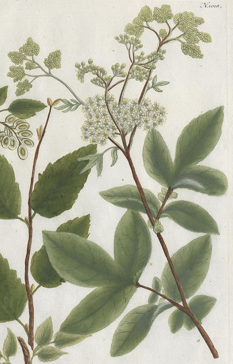 1984.0024.001 Print, Detail 2