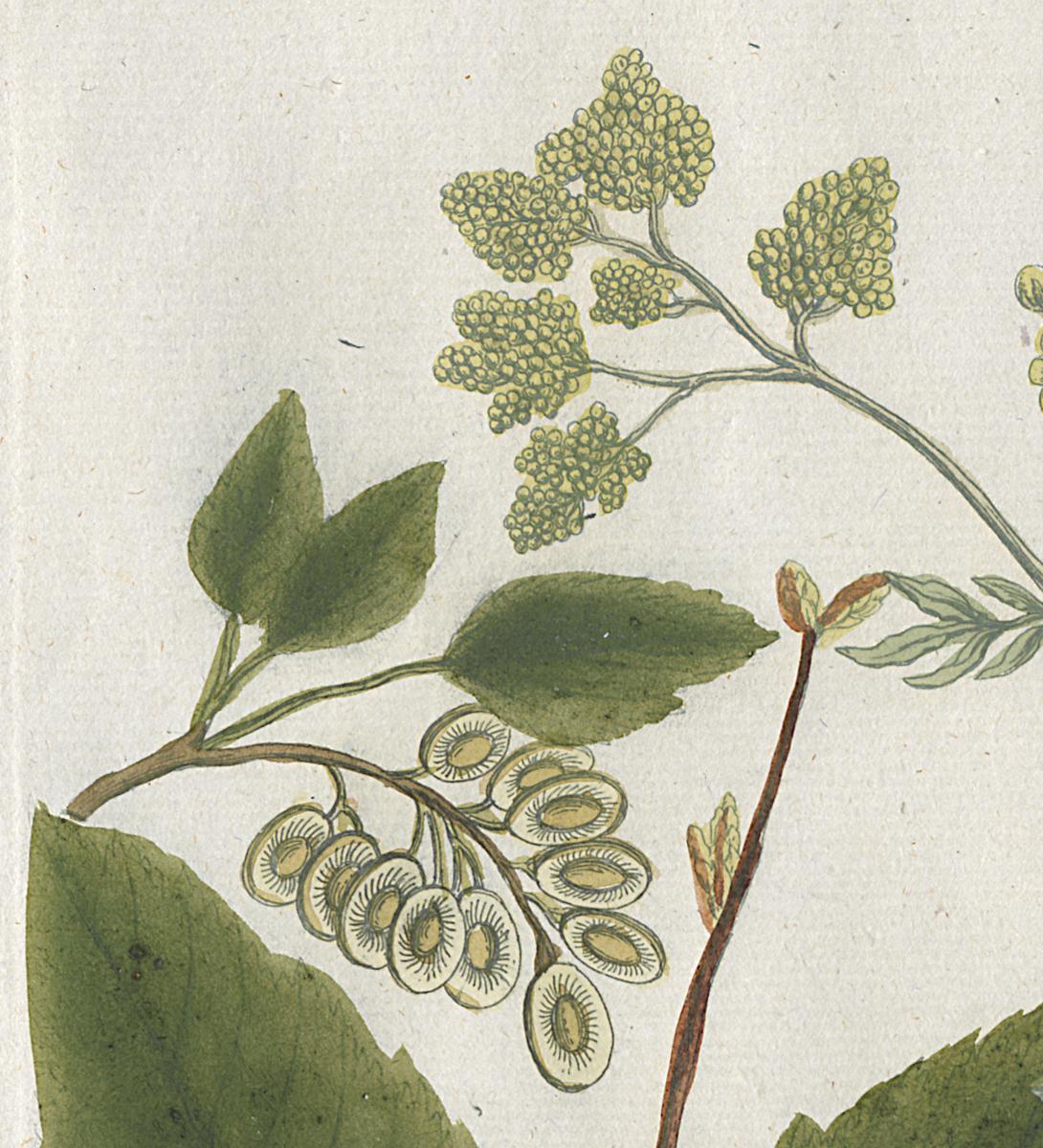 1984.0024.001 Print, Detail 4