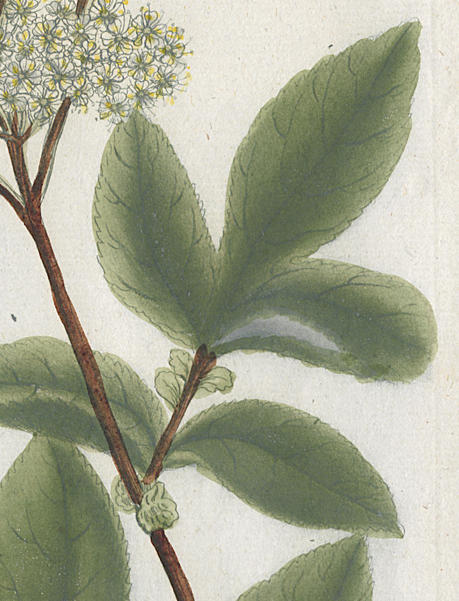 1984.0024.001 Print, Detail 5