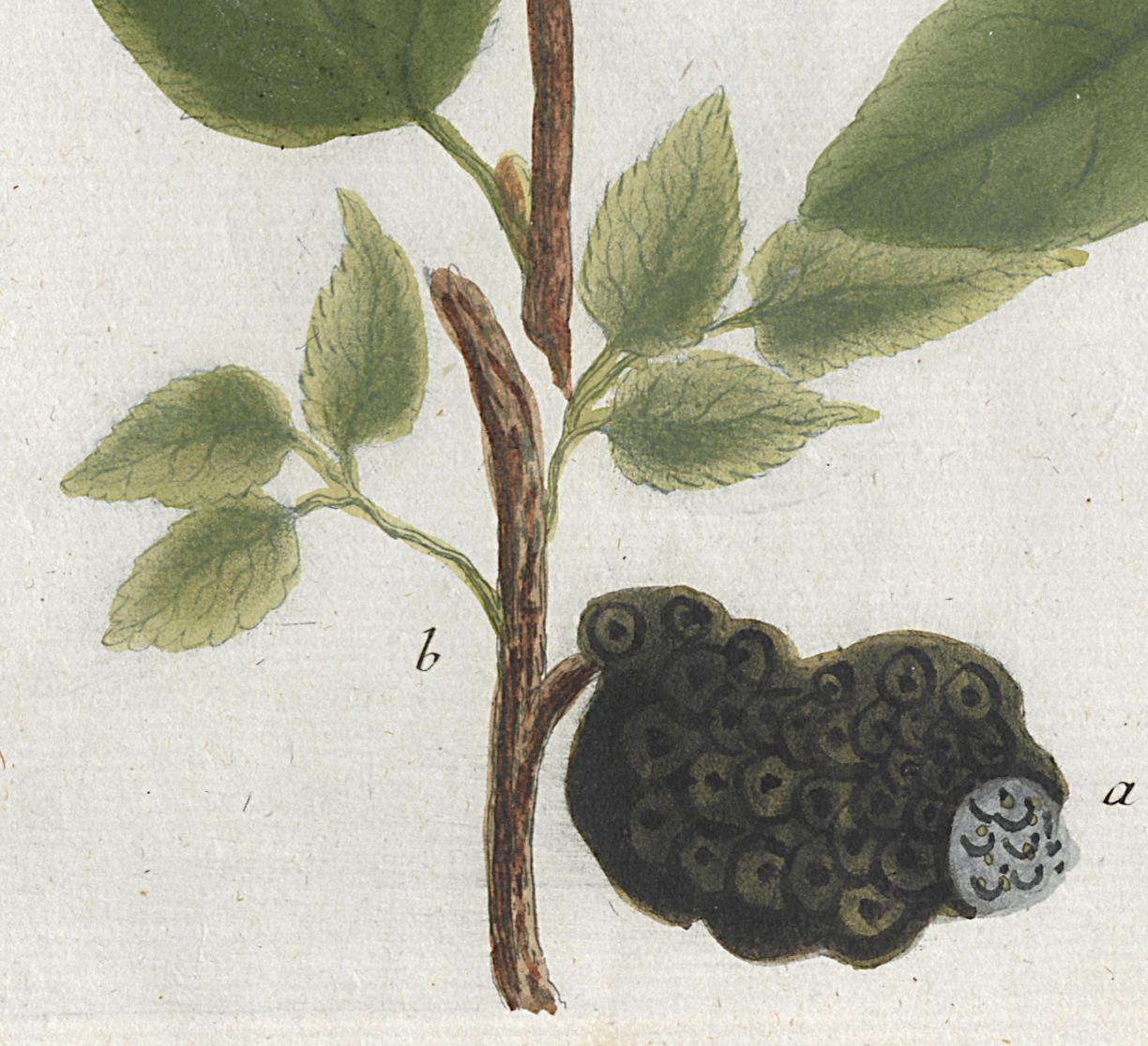 1984.0024.001 Print, Detail 6