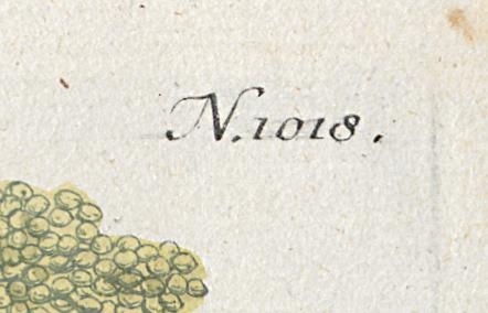 1984.0024.001 Print, Detail 8