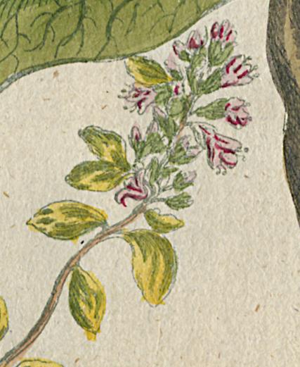1984.0024.002 Print, Detail 12