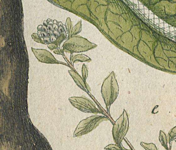 1984.0024.002 Print, Detail 14