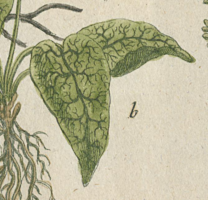 1984.0024.002 Print, Detail 16
