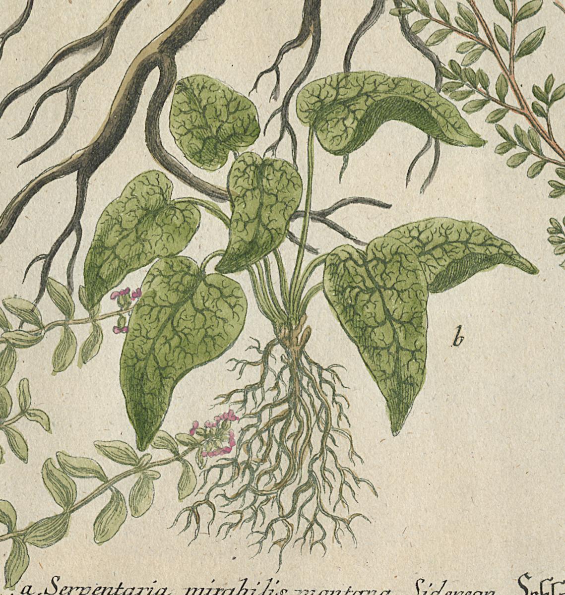 1984.0024.002 Print, Detail 2