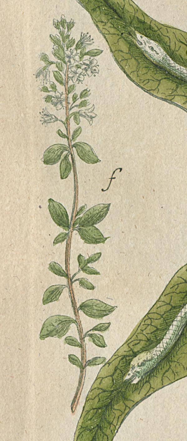 1984.0024.002 Print, Detail 7