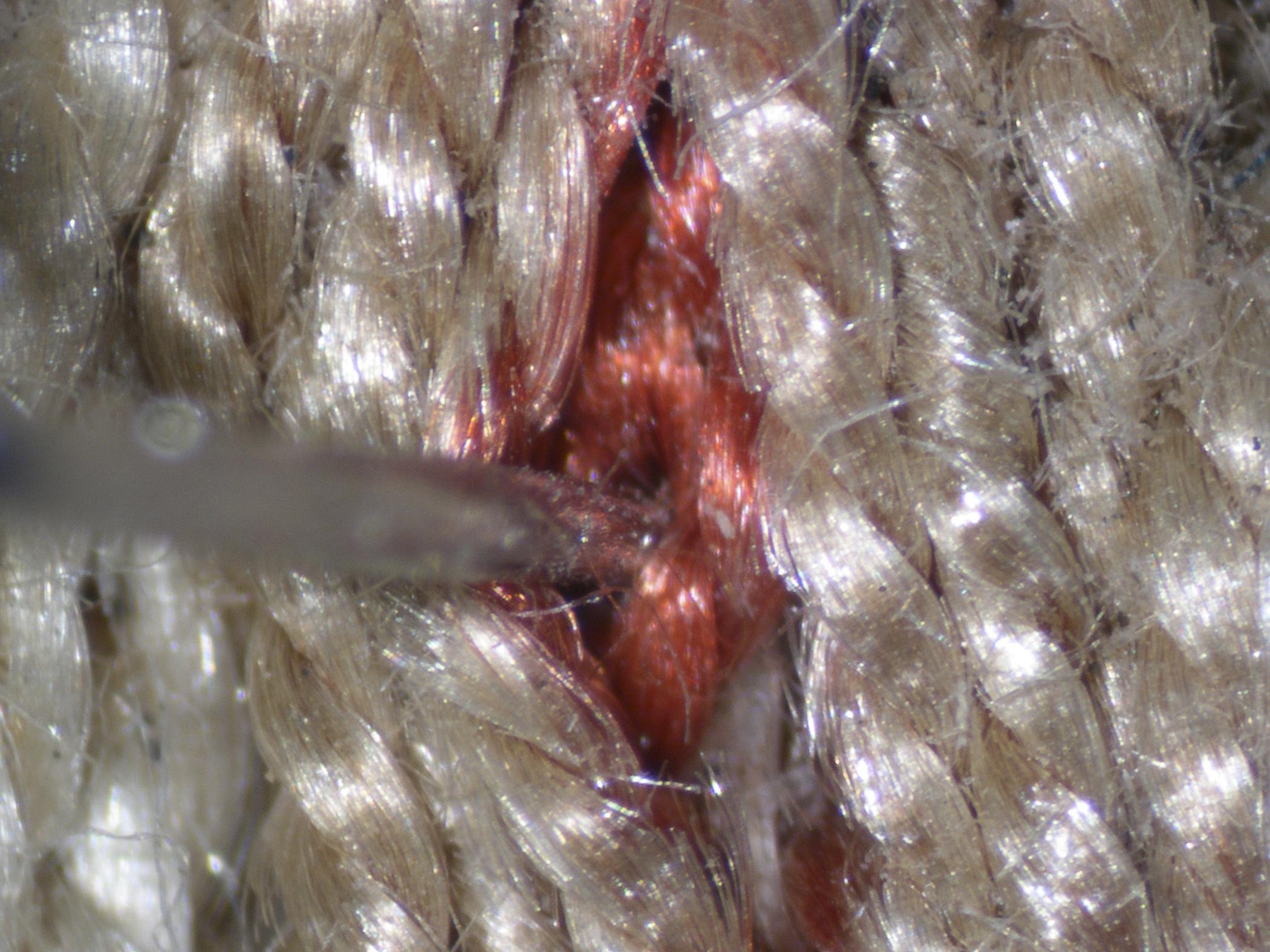 1992.0005 A Sampler, detail 14, original red silk, photomicrograph, conservation