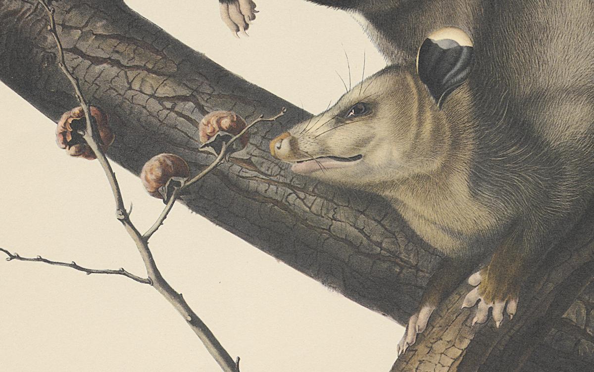 1995.0053.001 Print, Detail 3