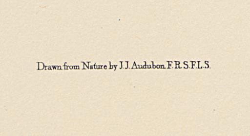 1995.0053.001 Print, Detail 6