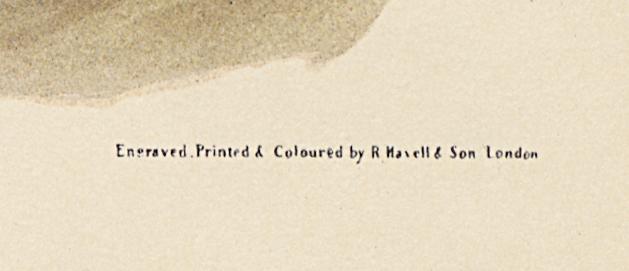 1995.0053.002 Print, Detail 9