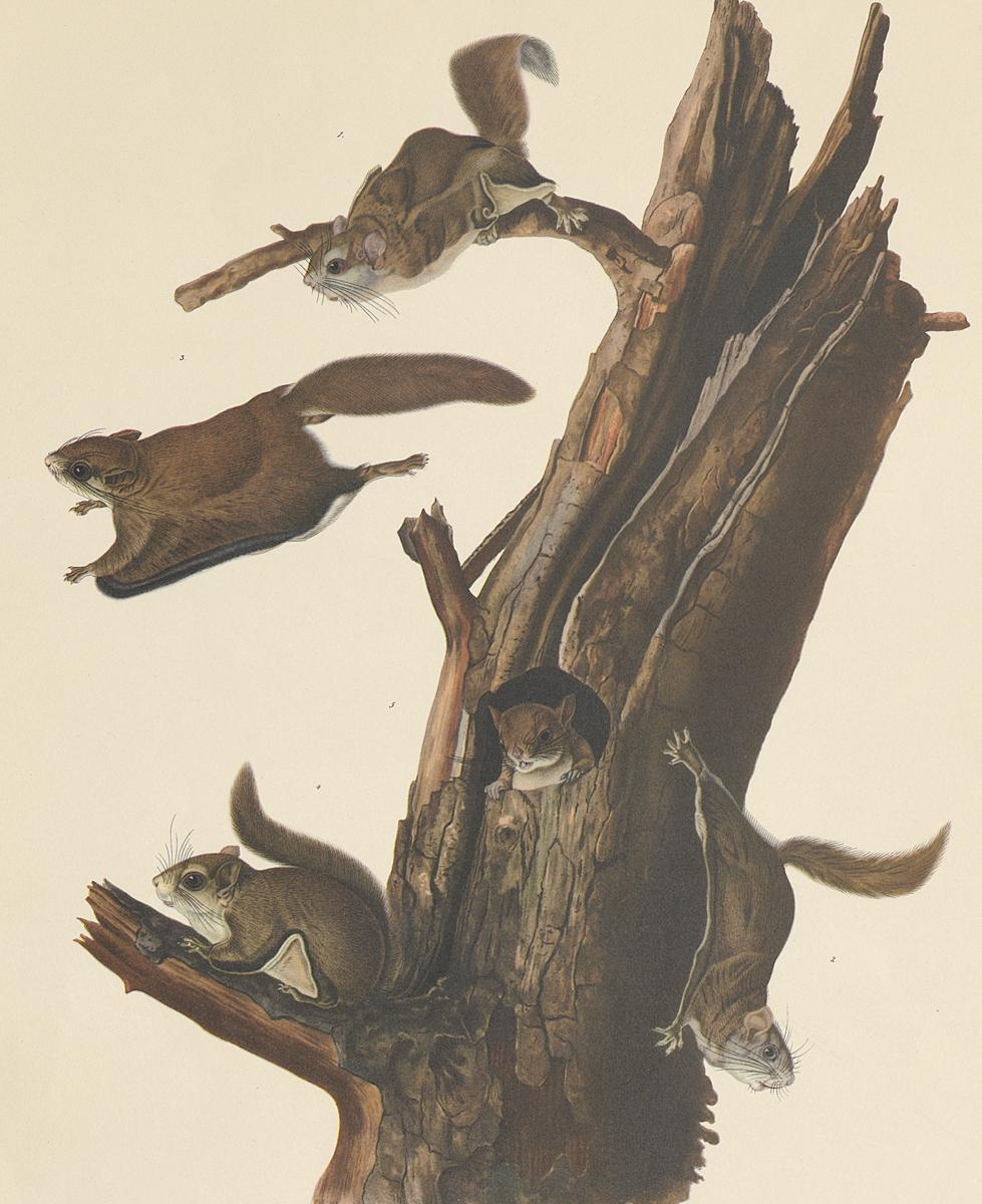 1995.0053.003 Print, Detail