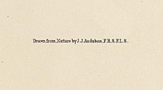 1995.0053.003 Print, Detail 10