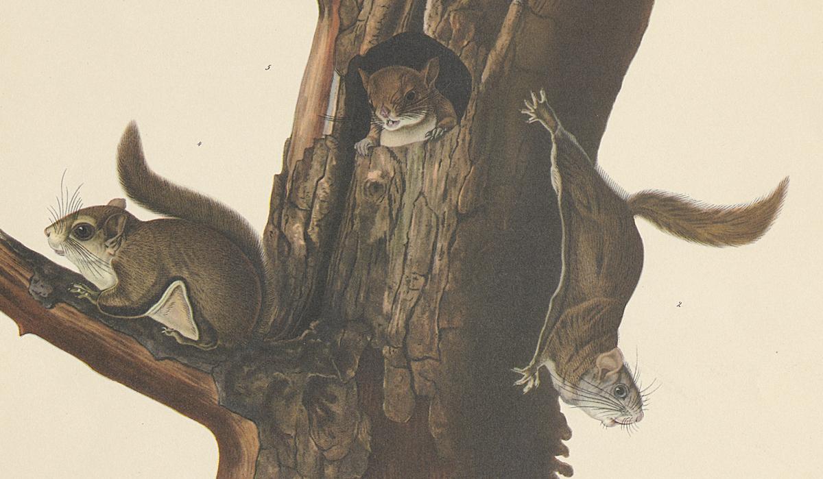 1995.0053.003 Print, Detail 3