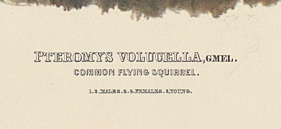 1995.0053.003 Print, Detail 9