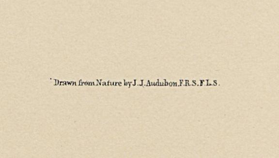 1995.0053.004 Print, Detail 8