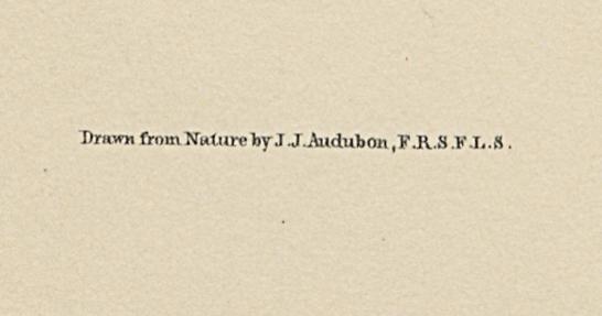 1995.0053.005 Print, Detail 6