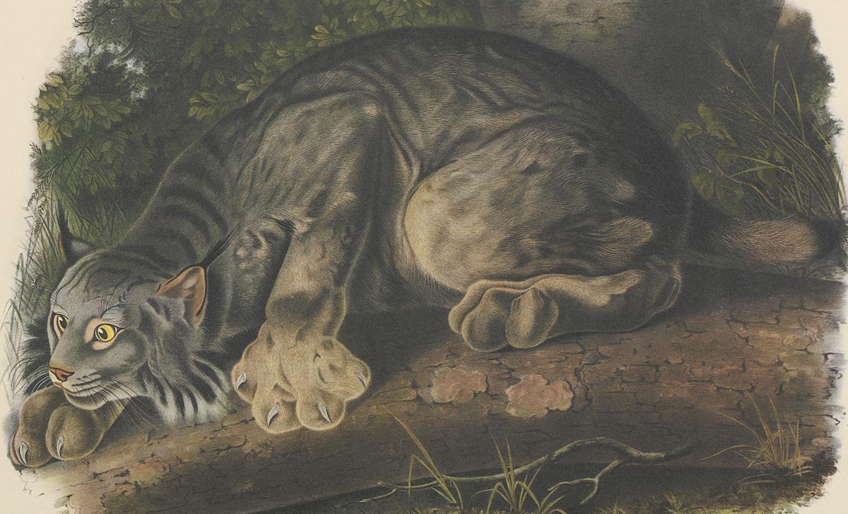 1995.0053.006 Print, Detail