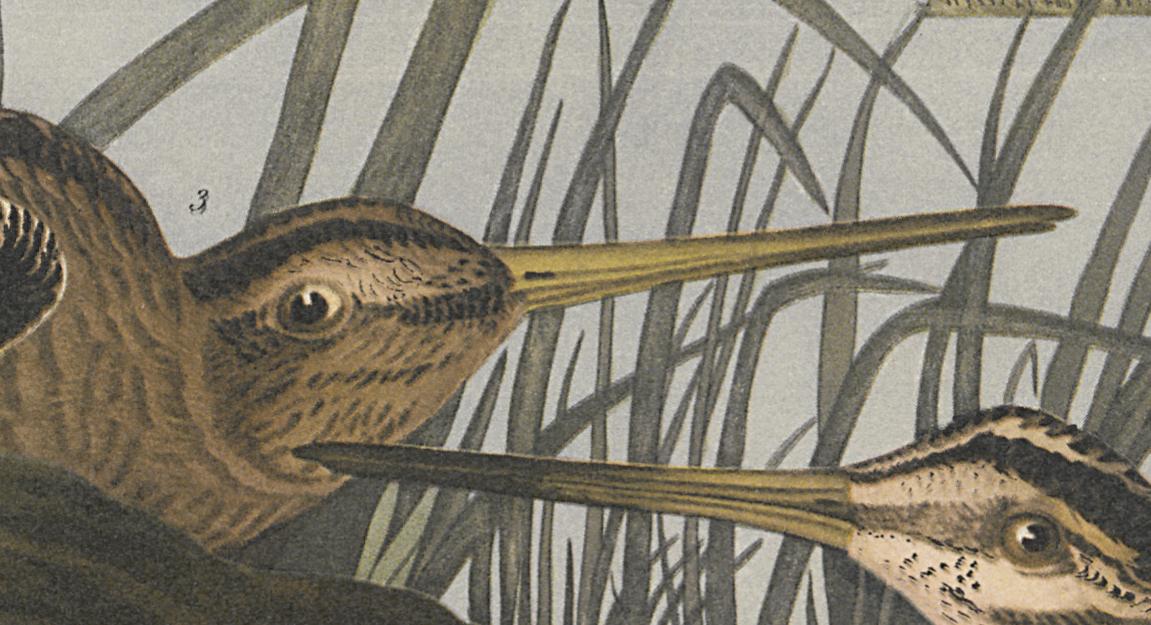 1995.0053.007 Print, Detail 5