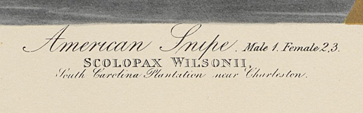 1995.0053.007 Print, Detail 8