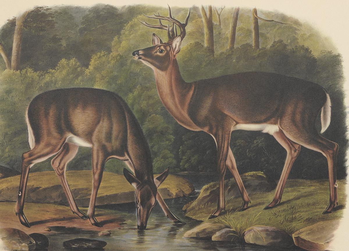 1995.0053.009 Print, Detail