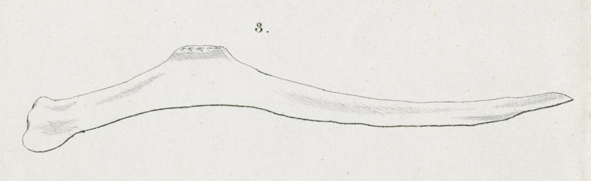 2013.0024.010 Print, detail 4